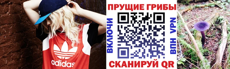 купить наркотик  Дальнегорск  Галлюциногенные грибы Magic Shrooms 